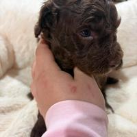 Barboncino cioccolato femmina