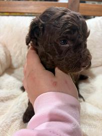 Barboncino cioccolato femmina