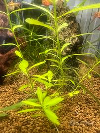 Hygrophila polysperma