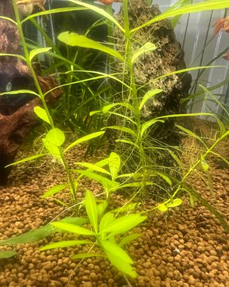 Hygrophila polysperma