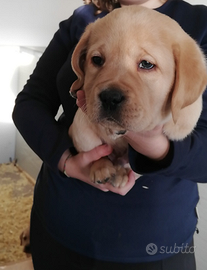 Cucciolo di labrador