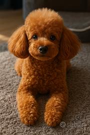 Barboncino Red per accoppiamento monta