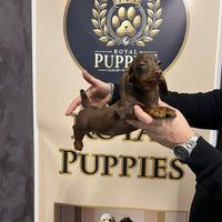 Cuccioli disponibili bassotti PROMO