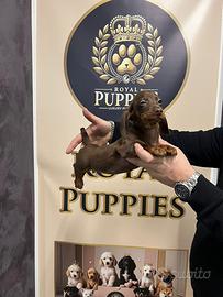 Cuccioli disponibili bassotti PROMO