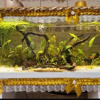 acquario 120 Litri completo come in foto con Co2