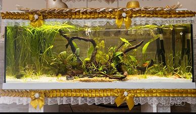acquario 120 Litri completo come in foto con Co2