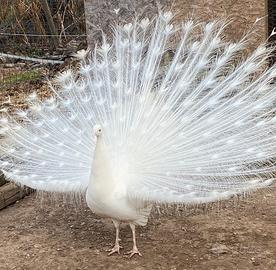 Pulcino di o o pavone viola