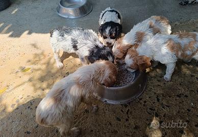 cuccioli Epagneul Breton 