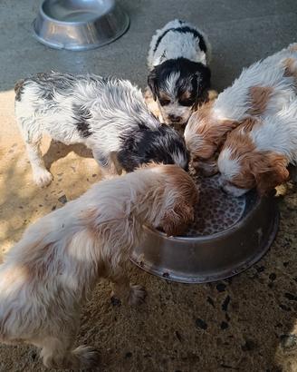 cuccioli Epagneul Breton 