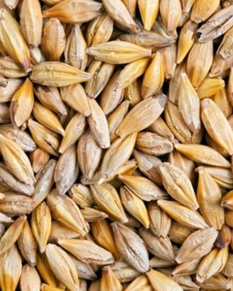 seme di orzo