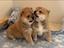 Immagine 5