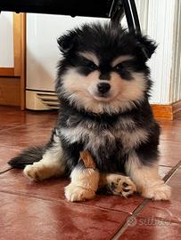 Pomsky multigeneracionale husky mini