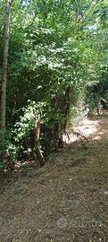 Vendita terreno boschivo