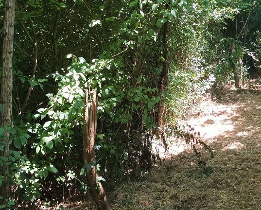 Vendita terreno boschivo