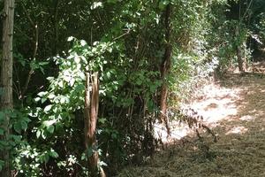 Vendita terreno boschivo