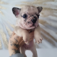 Ultimo maschio bulldog francese per Natale