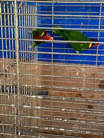 Coppia Lori ornato