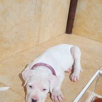 Cuccioli dogo argentino