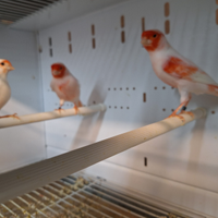 Canarini rosso mosaico