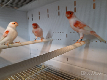 Canarini rosso mosaico