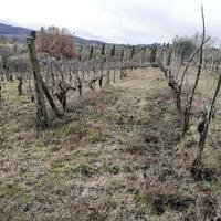 Vigna a montefollonico