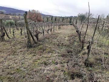 Vigna a montefollonico