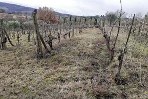 Vigna a montefollonico