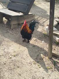 1 gallo in cambio di 1 gallina