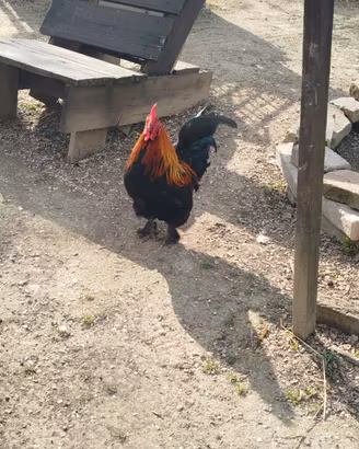 1 gallo in cambio di 1 gallina