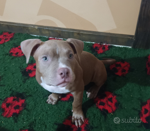 Cucciolo american bully pocket
