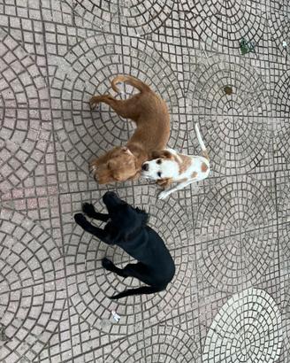 Cucciolo Springer