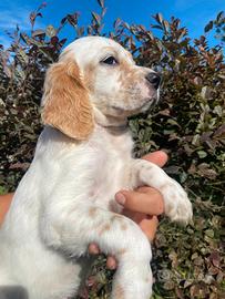 Cuccioli Setter Inglese - linea val di chiana