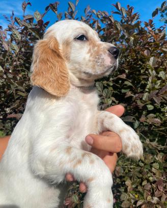 Cuccioli Setter Inglese - linea val di chiana