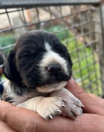 Disponibili cuccioli di setter