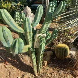 Myrtillocactus geometrizans grassa/cactus