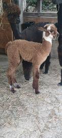cria maschio 