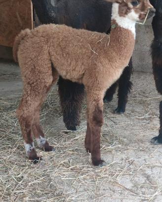 cria maschio 