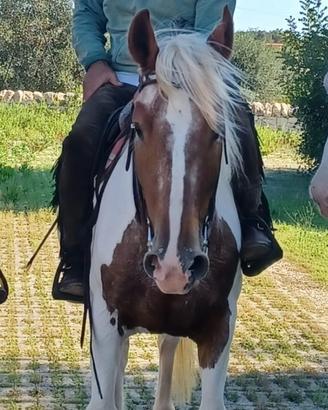 Cavalli appalusi