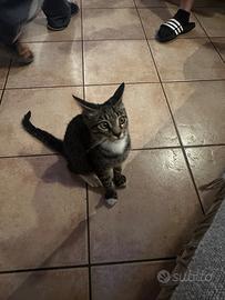 Regalasi gattino
