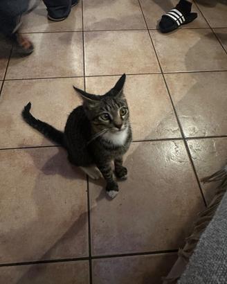Regalasi gattino