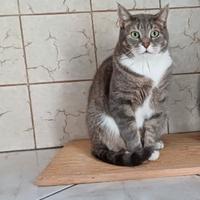Gatto maschio