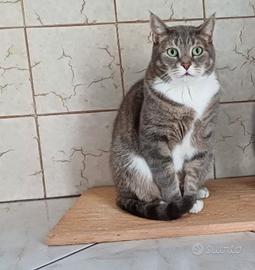 Gatto maschio