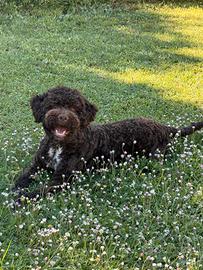 Lagotto Maschio 11 mesi