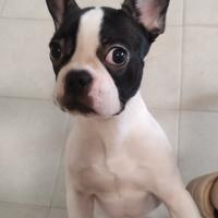 Cucciolo Bulldog francese maschio