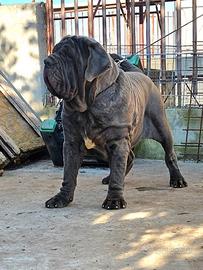 Mastino Napoletano