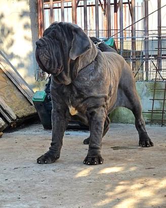 Mastino Napoletano