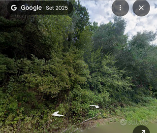 Uliveto in Toscana da sistemare