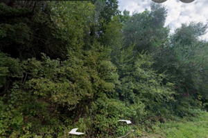 Uliveto in Toscana da sistemare