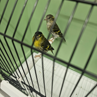 Coppia di lucherini europei