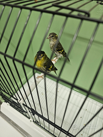 Coppia di lucherini europei